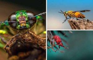 A list of the most undesirable insects for homeowners